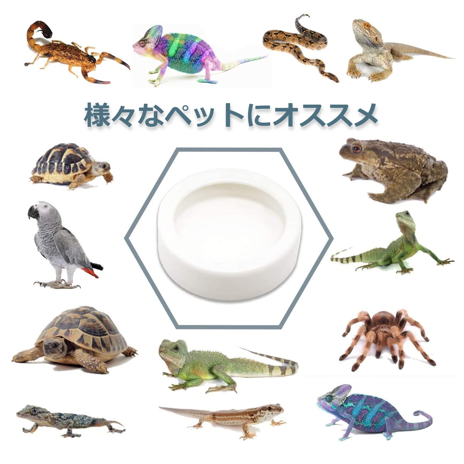 Amazon.co.jp: GETON セラミック製 爬虫類 エサ入れ ボウル ワーム